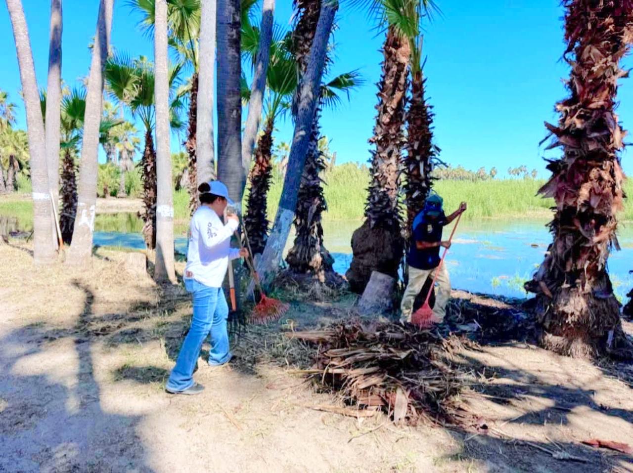 Refuerzan acciones integrales para conservación y cuidado del Estero de San José del Cabo