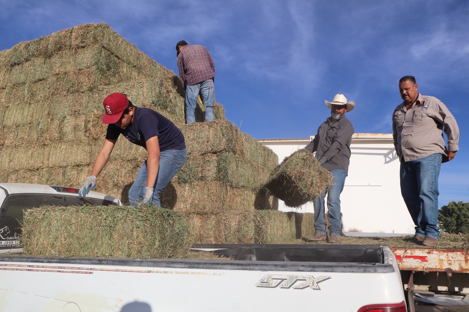 Inicia Ayuntamiento de Los Cabos entrega de alfalfa a bajo costo para productores ganaderos