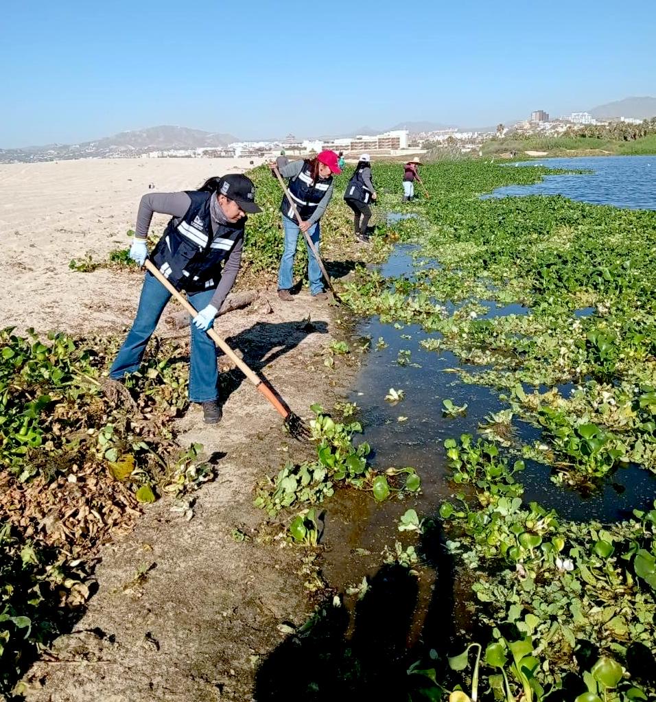 Realizan jornada de limpieza y retiro de especies invasoras en el Estero de San José del Cabo