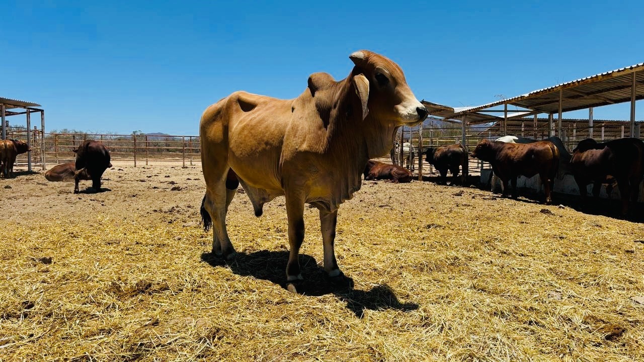 Destina Gobierno de BCS 207 millones de pesos para transformar la actividad ganadera