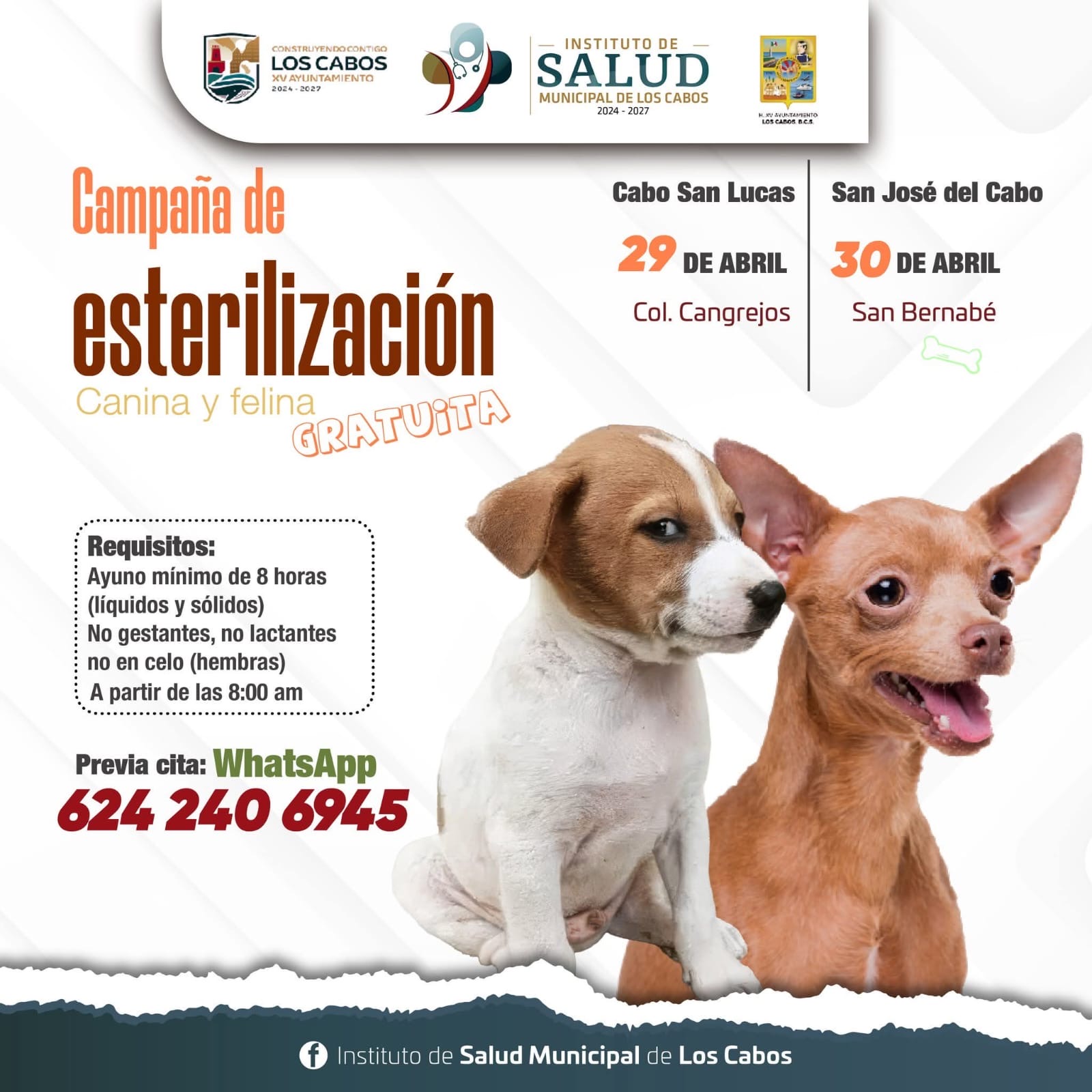 Invita Ayuntamiento de Los Cabos a jornada gratuita de esterilización canina y felina