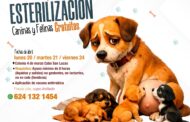 Realizarán jornada gratuita de esterilización canina y felina en Cabo San Lucas
