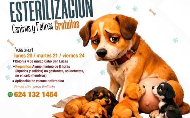 Realizarán jornada gratuita de esterilización canina y felina en Cabo San Lucas