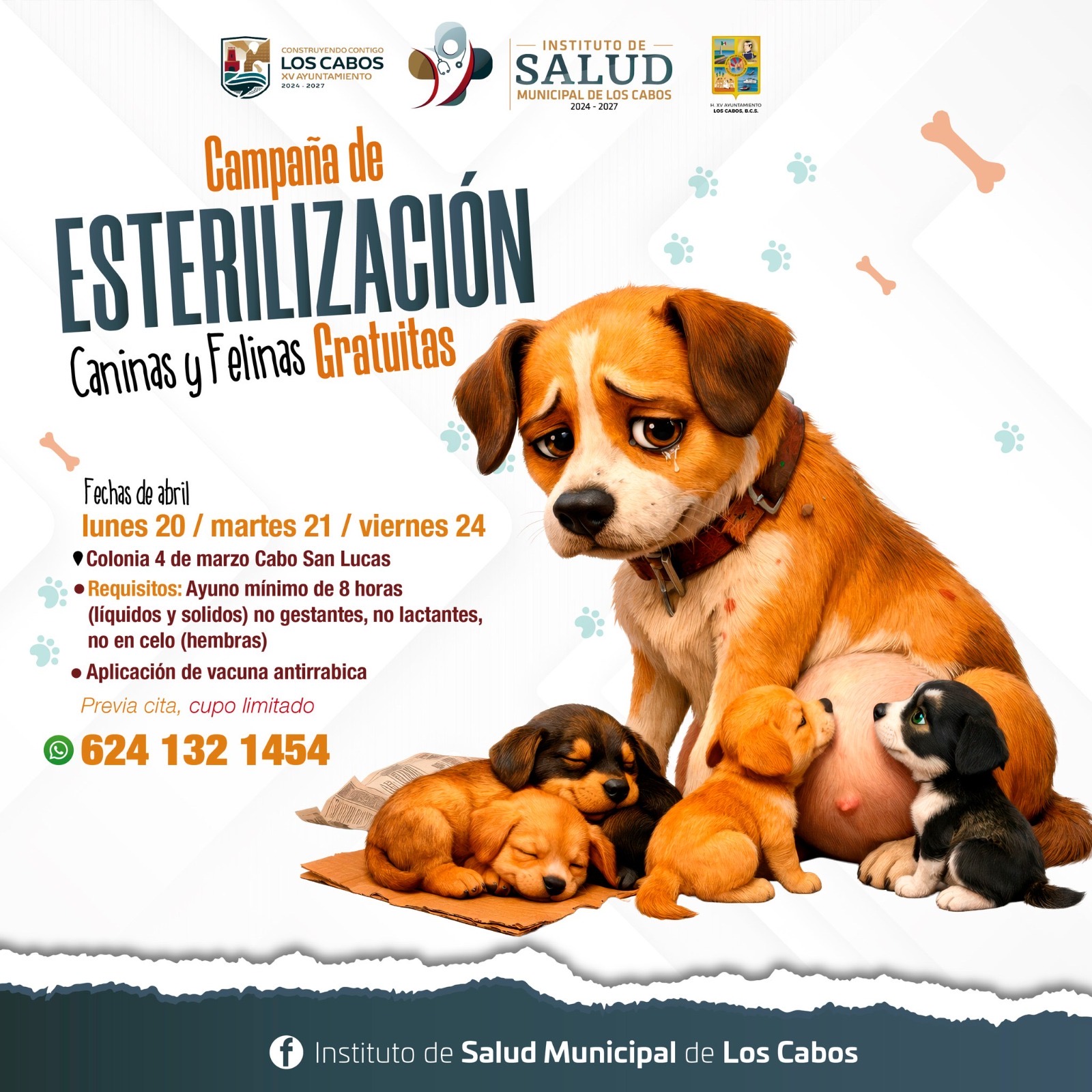 Realizarán jornada gratuita de esterilización canina y felina en Cabo San Lucas
