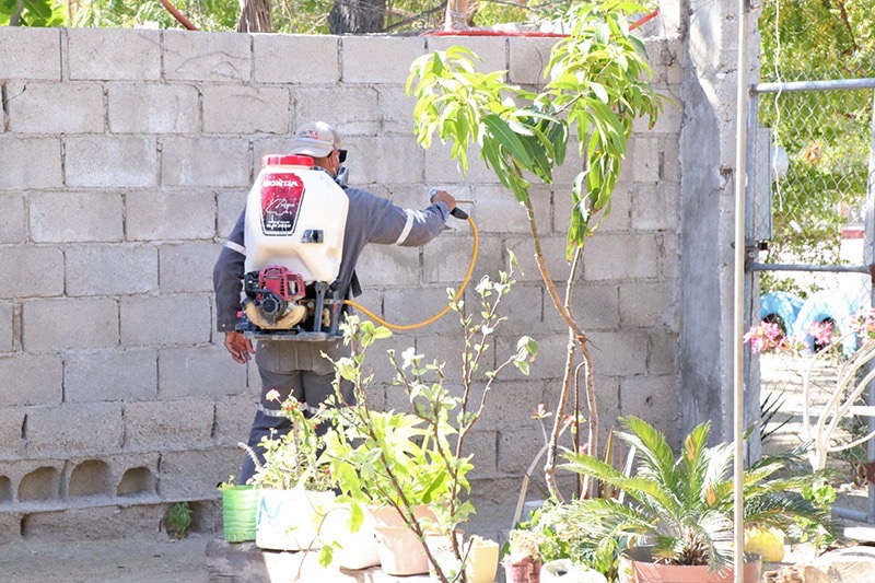Realiza Salud BCS acciones de prevención y control del dengue