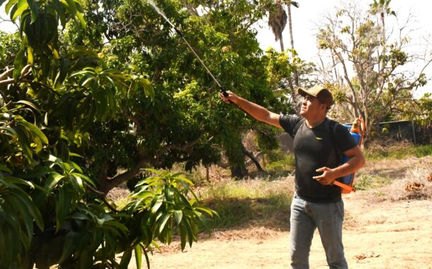 Refuerzan en BCS campaña contra la mosca de la fruta con inversión de 2 mdp