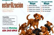 Gobierno de Los Cabos anuncia lugares y fechas del calendario de mayo para el bienestar animal
