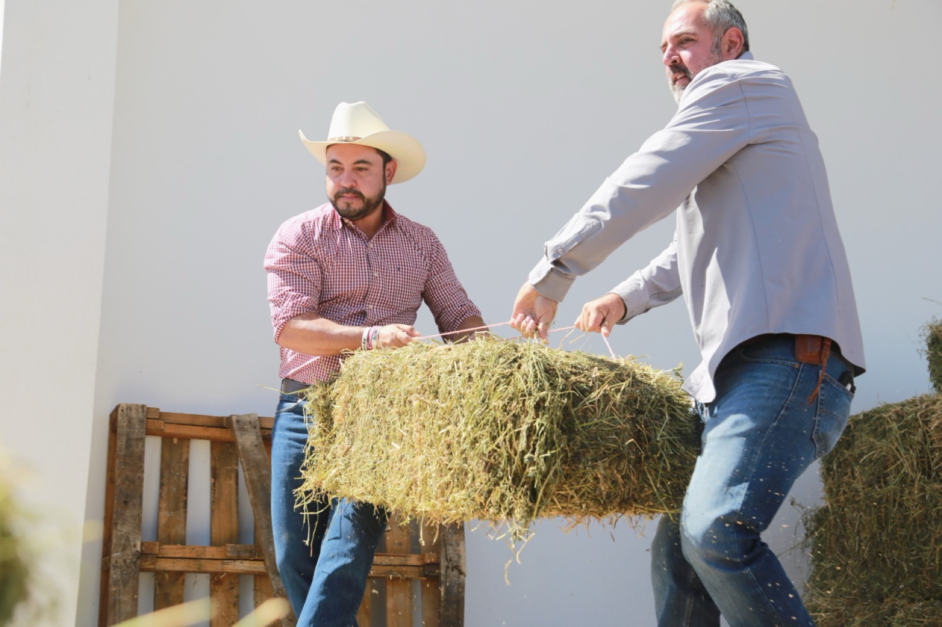 Beneficia alcalde de Los Cabos Christian Agúndez a 150 productores agrícolas y ganaderos con entrega de alfalfa y alimento concentrado